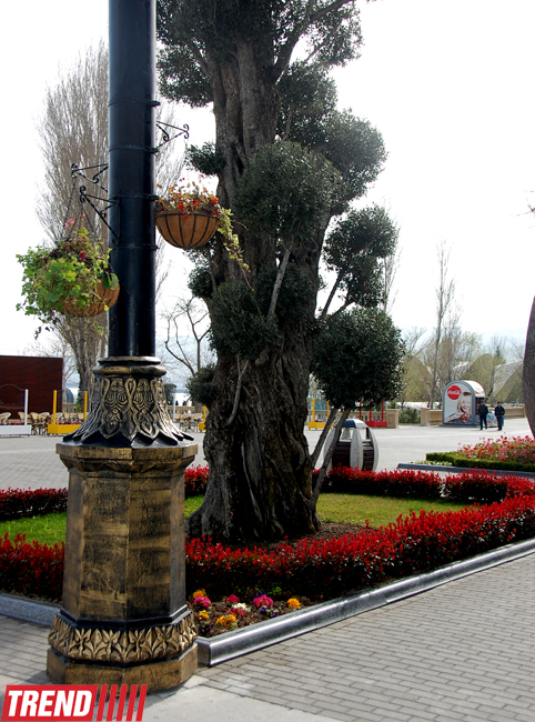 İlıq nəfəsli, yaşıl libaslı, duman örpəkli bahar (FOTO)