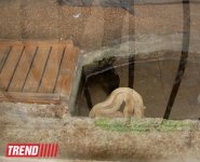 Bakı zooparkında bir gün (FOTO)