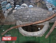 Bakı zooparkında bir gün (FOTO)