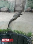 Bakı zooparkında bir gün (FOTO)