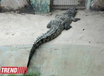 Bakı zooparkında bir gün (FOTO)