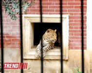 Bakı zooparkında bir gün (FOTO)