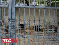 Bakı zooparkında bir gün (FOTO)
