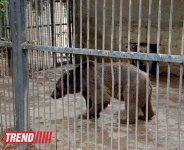 Bakı zooparkında bir gün (FOTO)