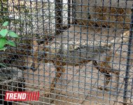 Bakı zooparkında bir gün (FOTO)