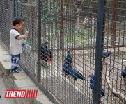 Bakı zooparkında bir gün (FOTO)