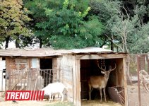 Bakı zooparkında bir gün (FOTO)