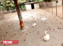 Bakı zooparkında bir gün (FOTO)
