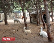 Bakı zooparkında bir gün (FOTO)
