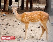 Bakı zooparkında bir gün (FOTO)