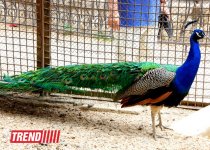 Bakı zooparkında bir gün (FOTO)