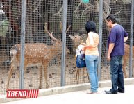 Bakı zooparkında bir gün (FOTO)