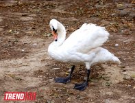 Bakı zooparkında bir gün (FOTO)