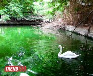 Bakı zooparkında bir gün (FOTO)