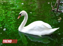 Bakı zooparkında bir gün (FOTO)