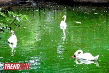 Bakı zooparkında bir gün (FOTO)