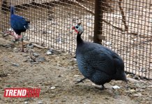 Bakı zooparkında bir gün (FOTO)