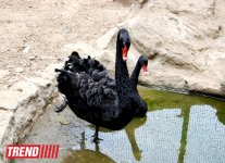 Bakı zooparkında bir gün (FOTO)