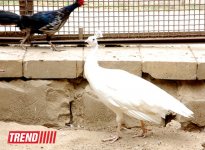Bakı zooparkında bir gün (FOTO)