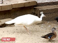 Bakı zooparkında bir gün (FOTO)