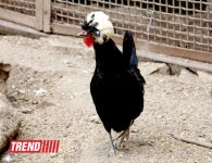 Bakı zooparkında bir gün (FOTO)