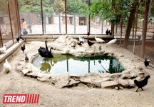 Bakı zooparkında bir gün (FOTO)