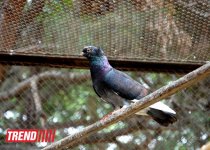 Bakı zooparkında bir gün (FOTO)