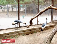 Bakı zooparkında bir gün (FOTO)