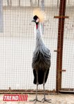 Bakı zooparkında bir gün (FOTO)