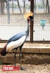 Bakı zooparkında bir gün (FOTO)