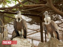 Bakı zooparkında bir gün (FOTO)