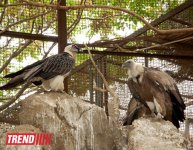 Bakı zooparkında bir gün (FOTO)