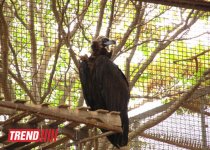 Bakı zooparkında bir gün (FOTO)