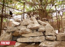 Bakı zooparkında bir gün (FOTO)