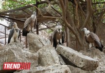 Bakı zooparkında bir gün (FOTO)