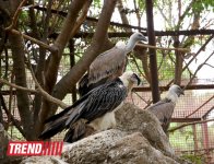 Bakı zooparkında bir gün (FOTO)