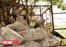Bakı zooparkında bir gün (FOTO)