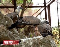 Bakı zooparkında bir gün (FOTO)