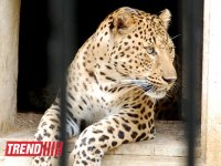 Bakı zooparkında bir gün (FOTO)