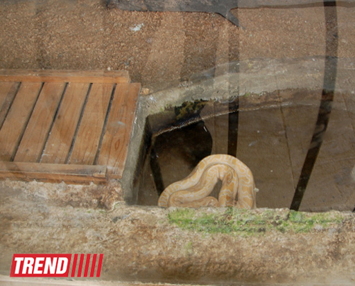 Bakı zooparkında bir gün (FOTO)