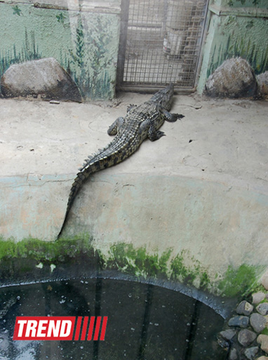 Bakı zooparkında bir gün (FOTO)