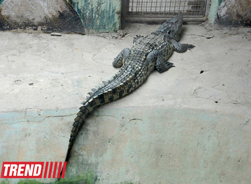 Bakı zooparkında bir gün (FOTO)