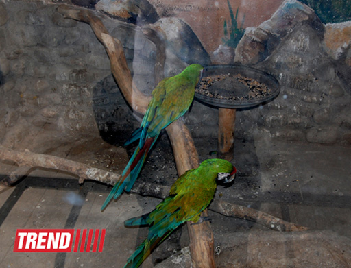 Bakı zooparkında bir gün (FOTO)