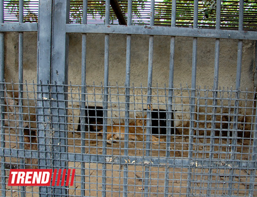 Bakı zooparkında bir gün (FOTO)