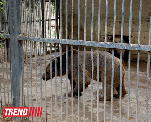 Bakı zooparkında bir gün (FOTO)