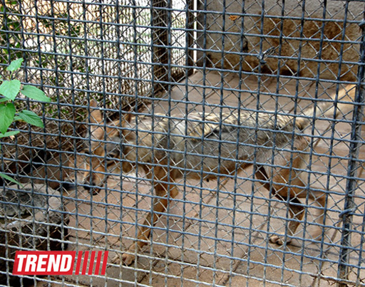Bakı zooparkında bir gün (FOTO)