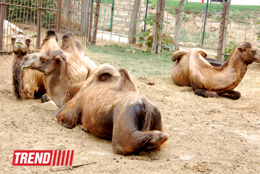 Bakı zooparkında bir gün (FOTO)