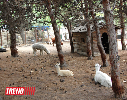 Bakı zooparkında bir gün (FOTO)