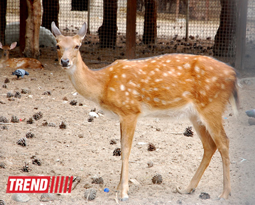 Bakı zooparkında bir gün (FOTO)