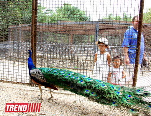 Bakı zooparkında bir gün (FOTO)